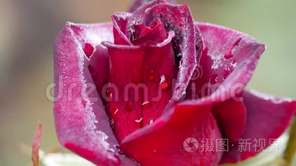 带霜的深红玫瑰视频