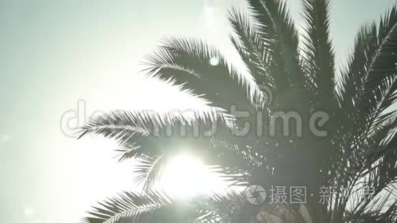 棕榈树和太阳