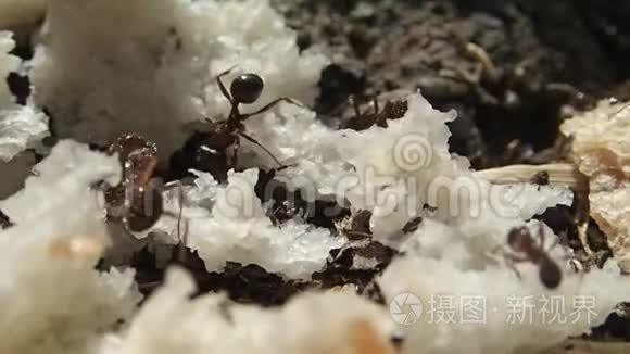 一些蚂蚁在面包上视频