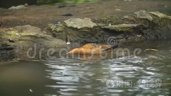 鸭子在池塘里游泳视频