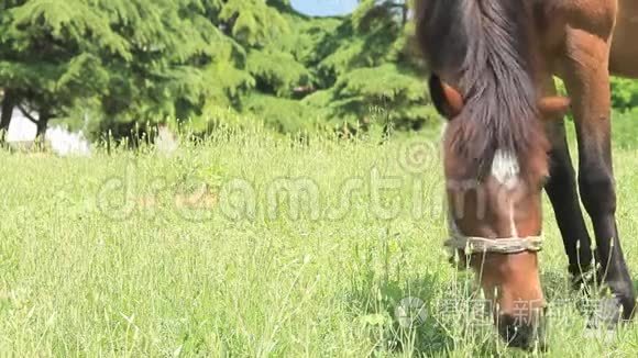 马放牧草地