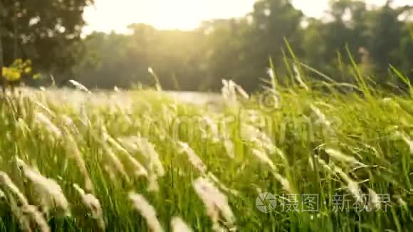 在阳光明媚的夏日，草甸草原上的花草在微风中吹拂和摇曳，背景是河湖。