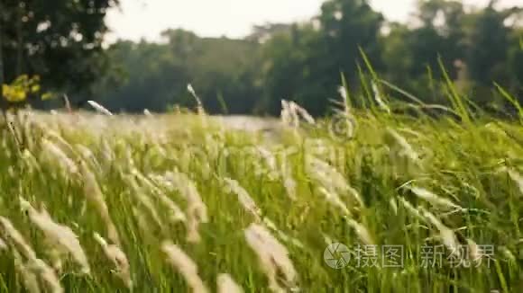 在阳光明媚的夏日，草甸草原上的花草在微风中吹拂和摇曳，背景是河湖。