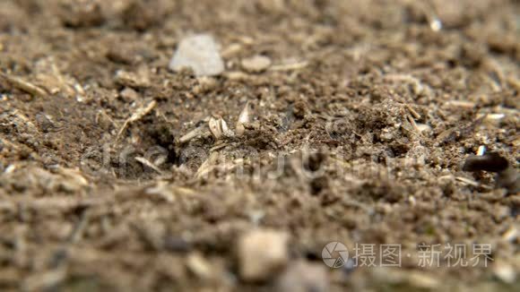 土壤上的动物昆虫蚂蚁视频