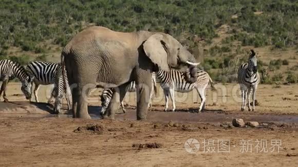 水洞里的大象和斑马视频