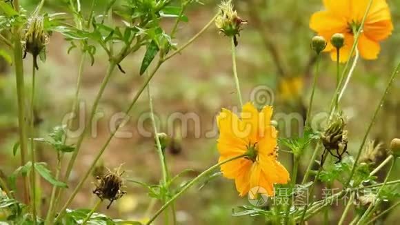 雨中的科斯莫花特写视频