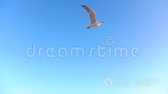 海鸥翱翔蓝天，在空地上盘旋.. 慢动作