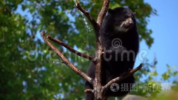 熊在干树树林里视频