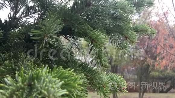 在秋天的雨天里飞翔