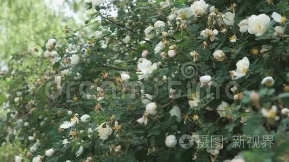 户外美丽的白玫瑰灌木丛。 特写
