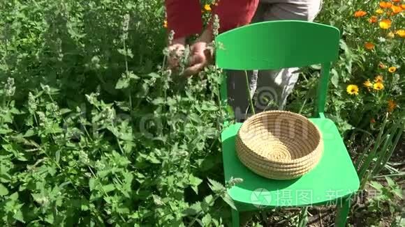 草药师在夏季花园采摘新鲜的医用柠檬香膏