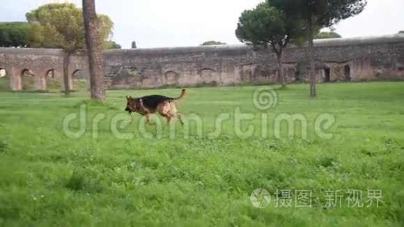 德国牧羊犬在公园散步视频
