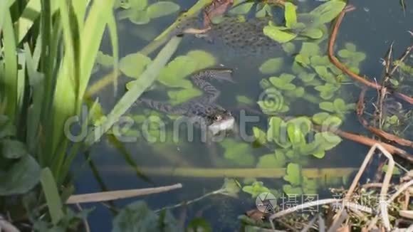 青蛙和青蛙在花园池塘里产卵视频