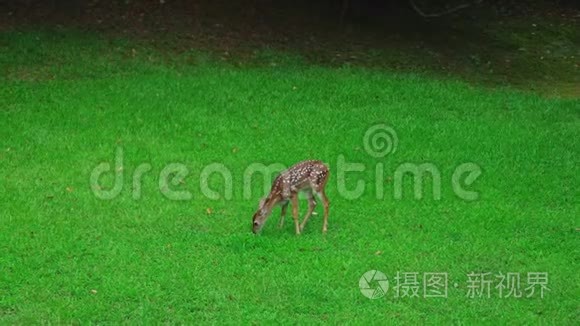 一只受惊的小鹿视频