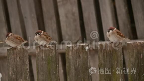 俄罗斯冬天的农村生活视频