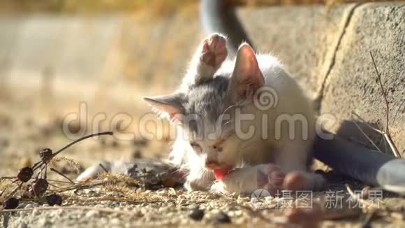 肮脏的流浪猫。