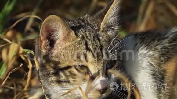 肮脏的流浪猫。