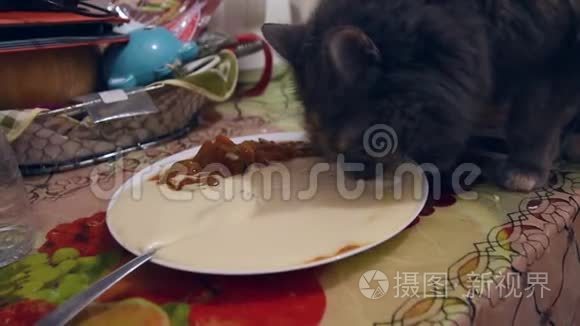 我的猫吃我的食物