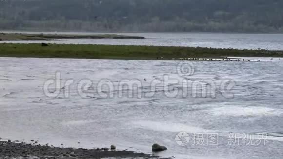 小雨中的海鸟视频