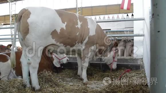 农场里的西门塔尔奶牛视频