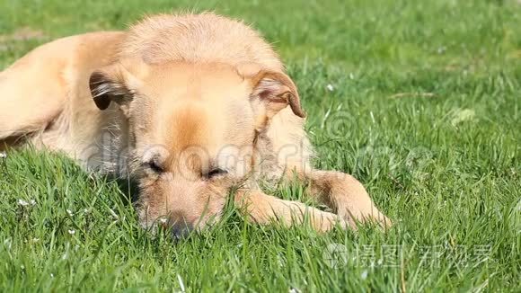 狗在草地上