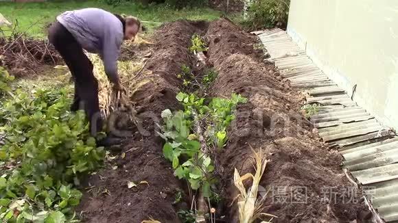 一个男农正在土地上劳作视频