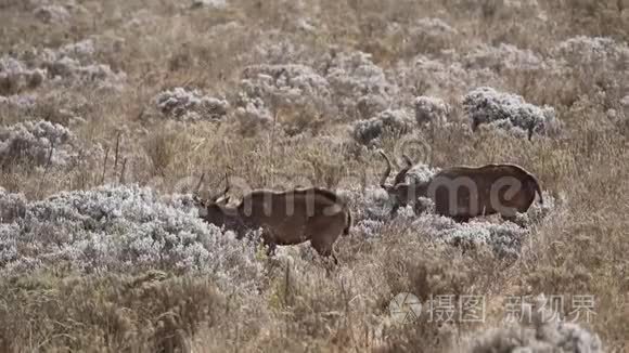 尼亚拉山吃花视频