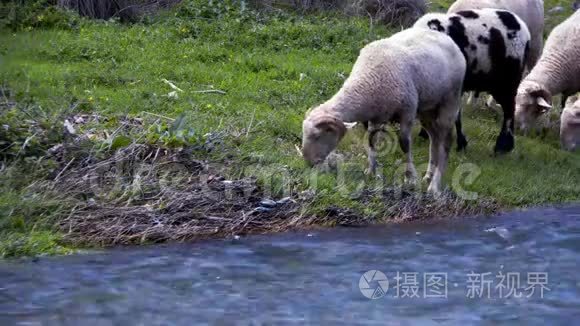 哺乳动物绵羊与河流视频