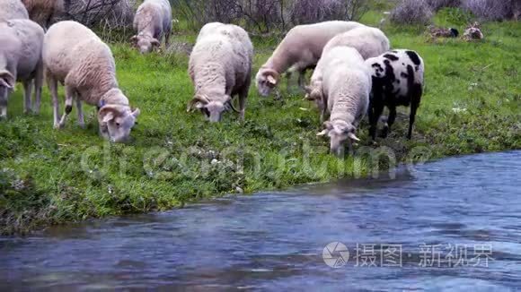 哺乳动物绵羊与河流视频