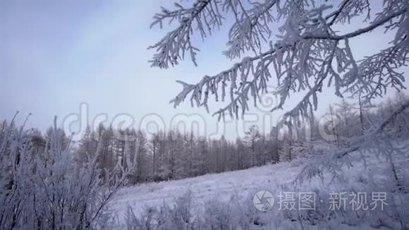 山中的雪林.