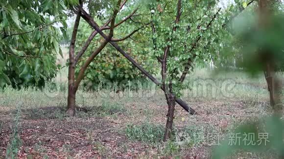 雨天花园里的宁静视频