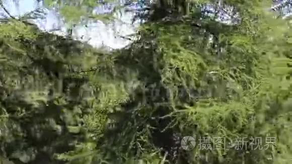 斯洛伐克森林中的树顶视频