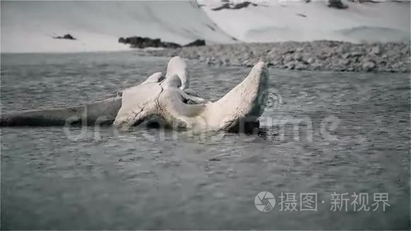 鲸鱼骨架的骨头视频