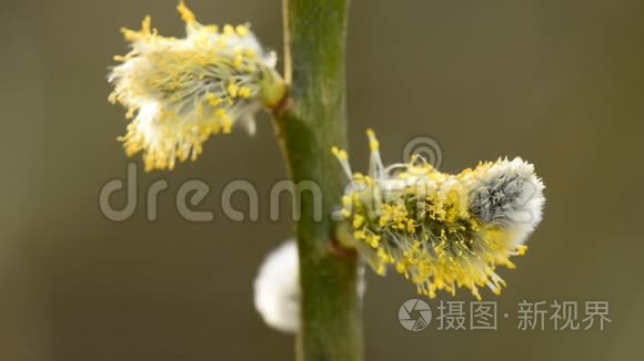 柳树在春天开花视频