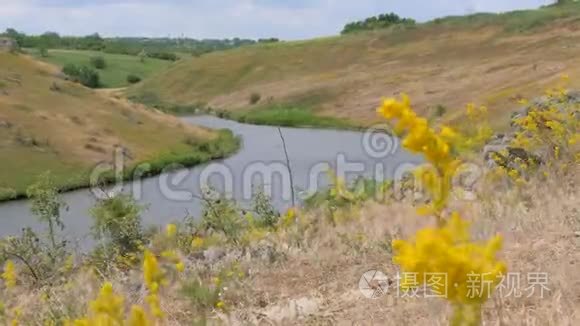 田野的花朵生长在后裔上视频