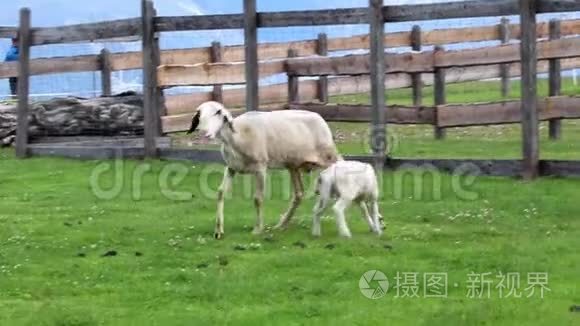 羊和羔羊在栅栏里视频