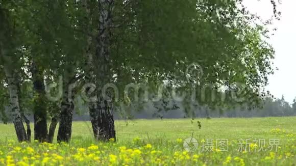 绿树隔离，花开田野，美丽的春天景观