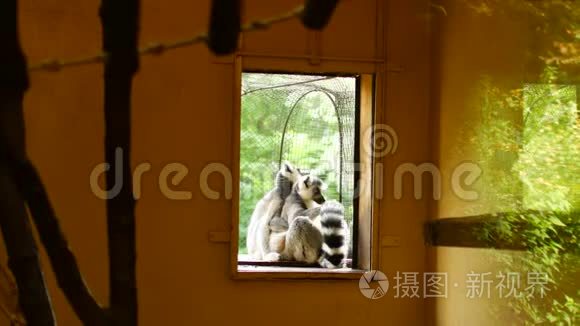 狐猴拥抱并晒太阳视频