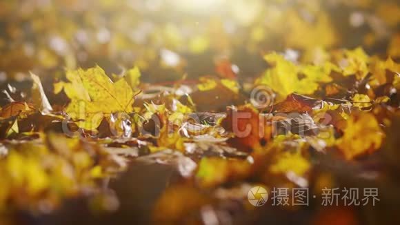 秋天的叶子在傍晚的光线下视频