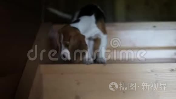 勇敢的小猎犬视频