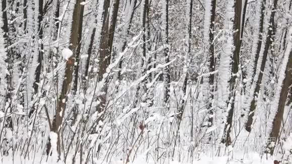 冬天的树木覆盖着雪。