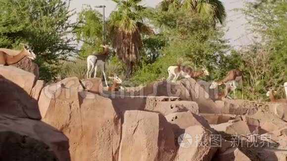 阿拉伯酋长国动物园里的瞪羚。