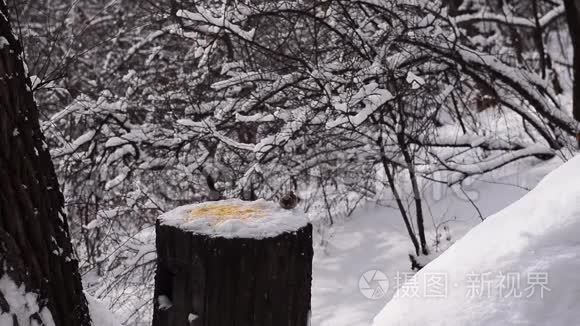 在雪中觅食的鸟的时间流逝视频