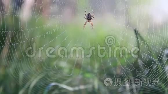 蜘蛛坐在网上滴着露珠视频