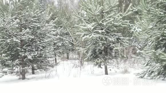 树林里白雪皑皑的圣诞树视频