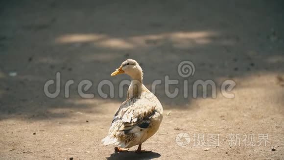 鸭子站着晒太阳视频