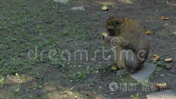 雄猴猫和树叶