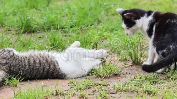 两只小猫在草坪上。