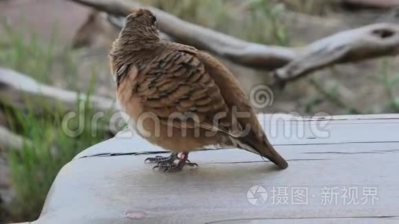 澳大利亚克雷斯特鸽子视频