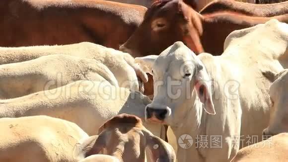 婆罗门牛奶牛农业养殖.